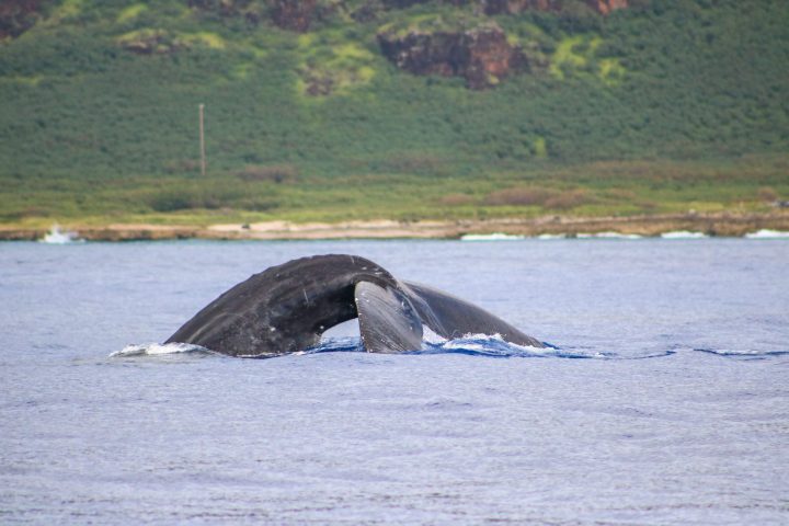 a whale on a lake next to a body of water