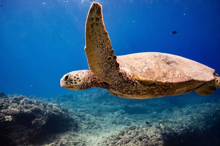 a turtle swimming under water