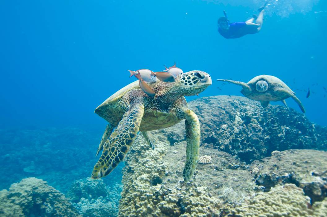 Oahu Afternoon Turtle Safari Tour | Dolphin Excursions | Snorkeling