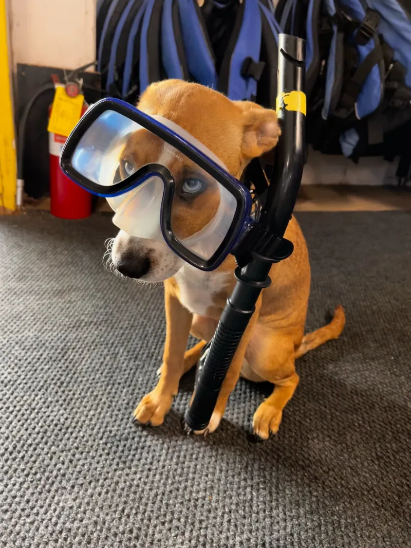 a dog wearing a costume